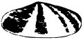 Shell-Logo-1900.jpg